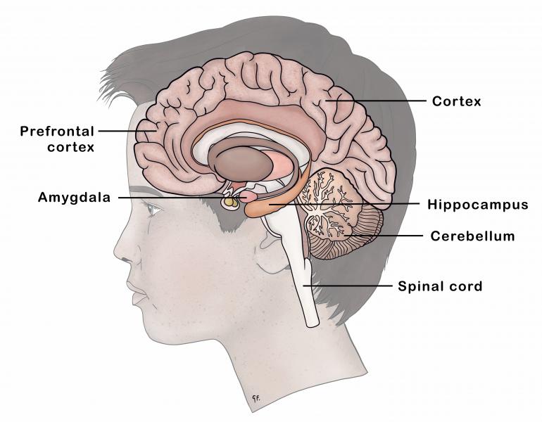 Adolescent brain anatomy 