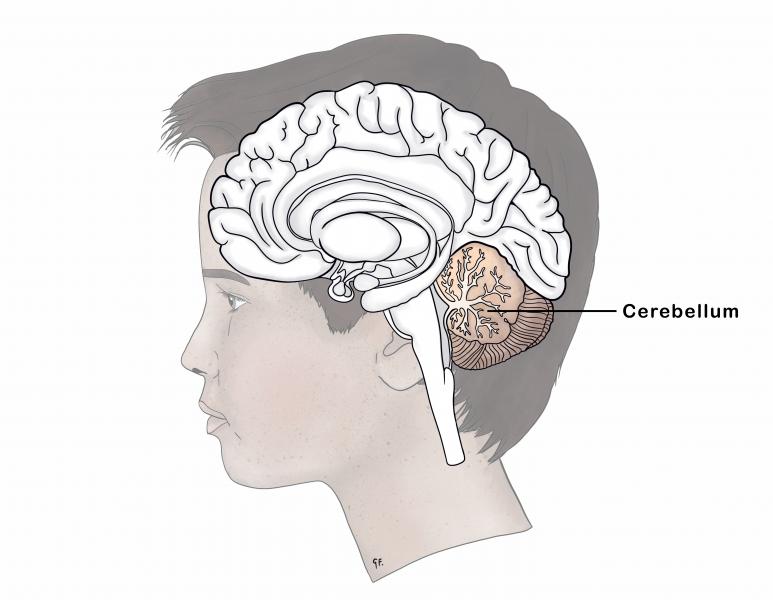 adolescent brain anatomy showing the cerebellum