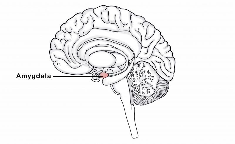 brain anatomy showing the amygdala