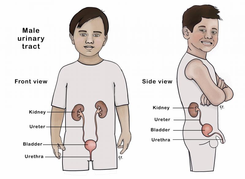 Diagram showing front and side view of the male urinary tract