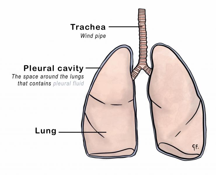 an illustration of the anatomy of the lungs showing the trachea, lungs and pleural cavity