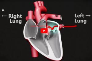 Illustration of a normal heart